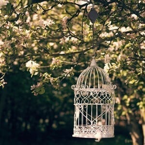 Last Day 40% 0FF🌳Plant Pulley Set For Garden Baskets Pots, Birds Feeder